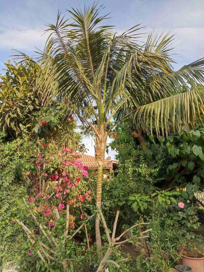 Palm-Tree Apartment Arkoudi Exterior photo