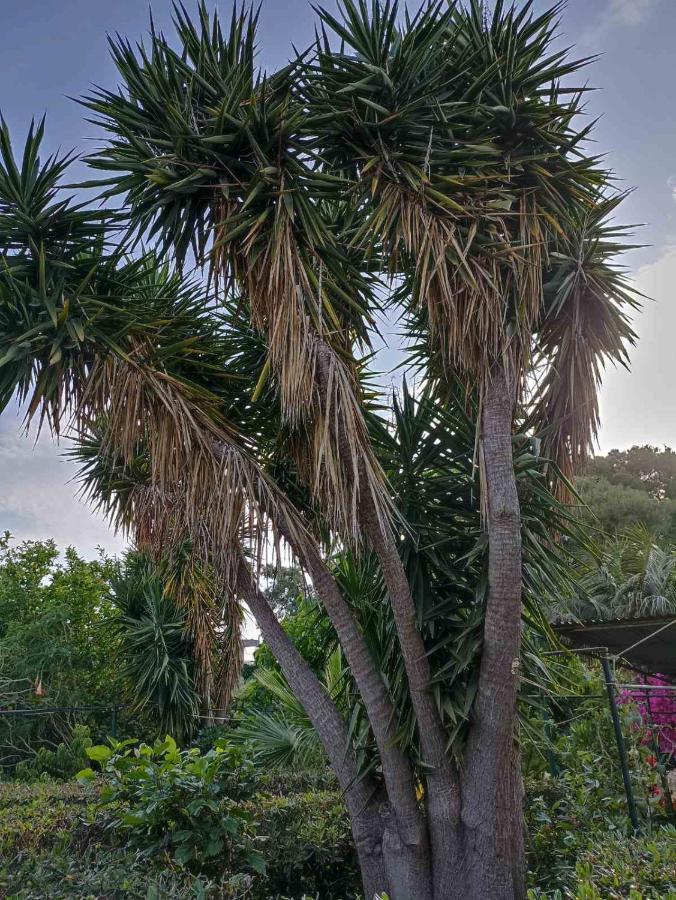 Palm-Tree Apartment Arkoudi Exterior photo